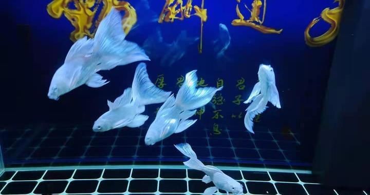 怒江傈僳族自治州可麗愛魚缸專賣店，打造水族愛好者的夢幻家園