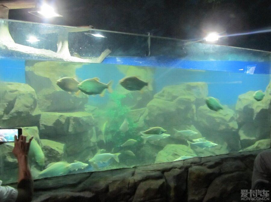 鄂州水族館vs祥龍魚場（湖北鄂州水族館是一個專注于龍魚養殖和出口的企業）