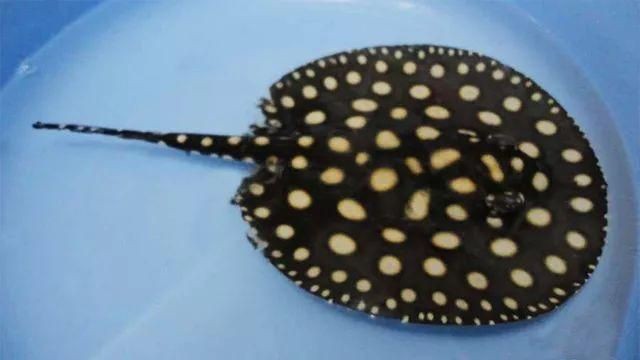 魟魚入缸脫膜是怎么回事：魟魚入缸脫膜怎么回事