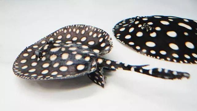 魟魚入缸脫膜是怎么回事：魟魚入缸脫膜怎么回事