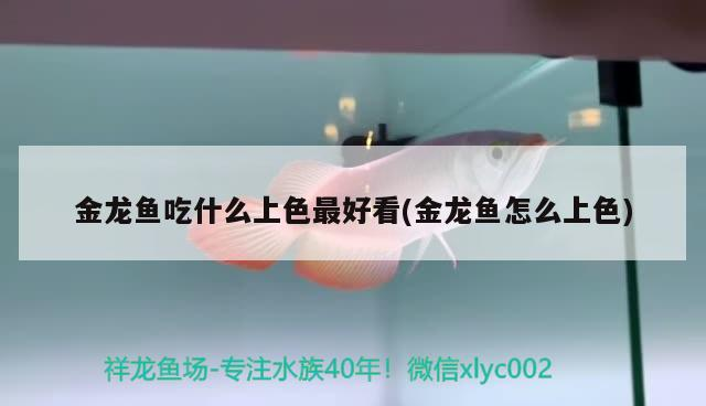 金龍魚吃什么上色最好看(金龍魚怎么上色)