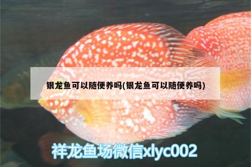銀龍魚可以隨便養嗎(銀龍魚可以隨便養嗎)