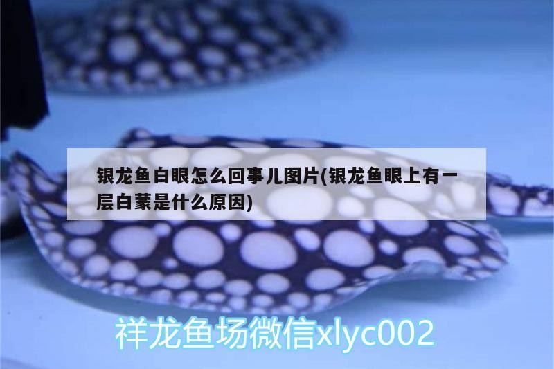 銀龍魚白眼怎么回事兒圖片(銀龍魚眼上有一層白蒙是什么原因)