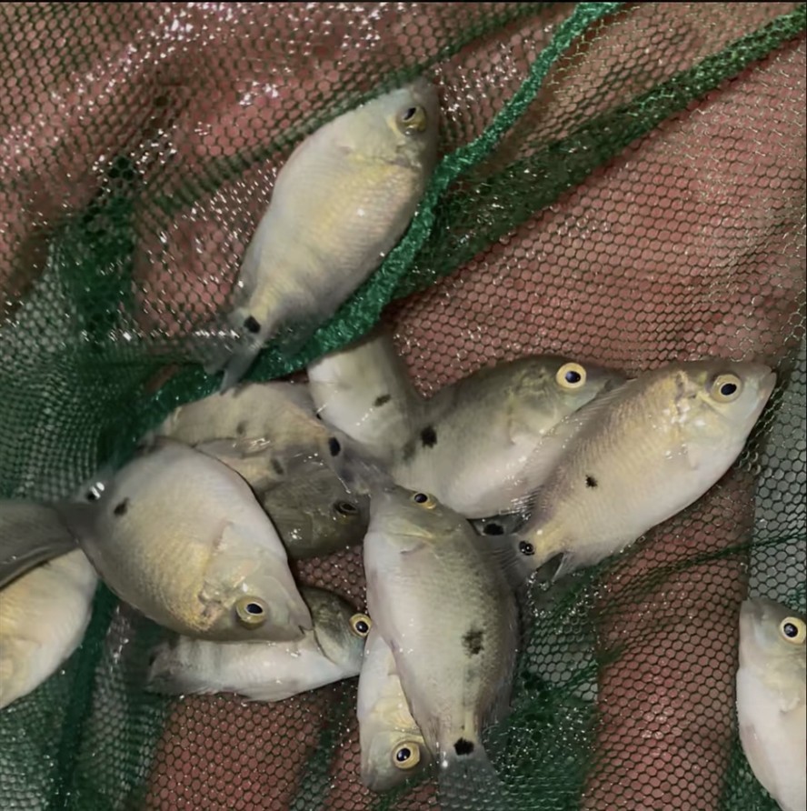 越南進(jìn)口紅馬魚苗
