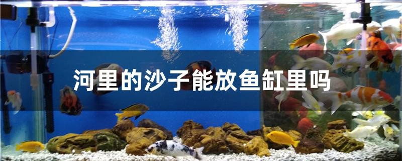 河里的沙子能放魚缸里嗎