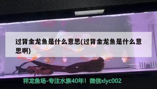為什么叫過背金龍魚：如何鑒別過背金龍魚品質