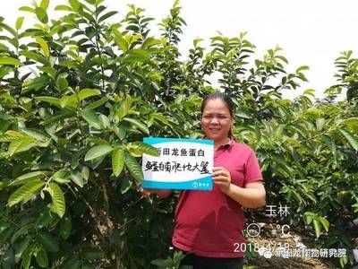 玉林龍魚vs祥龍魚場（玉林龍魚與祥龍魚場之間的區(qū)別）