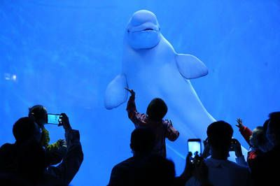 昌都水族館vs祥龍魚場(chǎng)（昌都水族館和祥龍魚場(chǎng)和觀賞魚相關(guān)的競(jìng)爭(zhēng)關(guān)系不同）