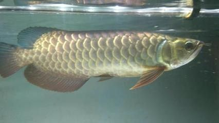 龍魚反垢要多久