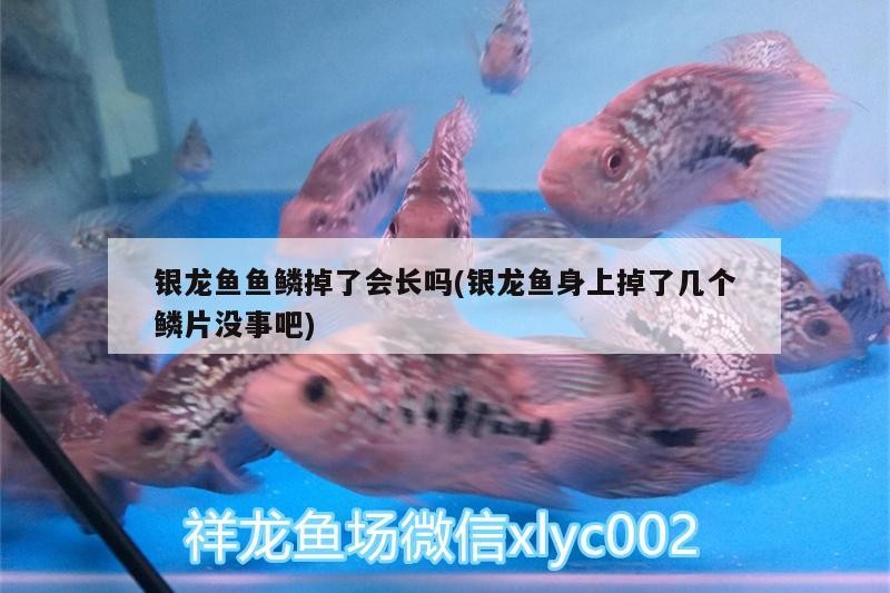 銀龍魚魚鱗掉了會長嗎(銀龍魚身上掉了幾個鱗片沒事吧)