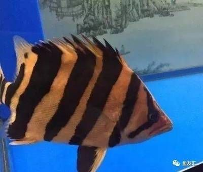 泰北虎和印尼虎哪個(gè)厲害：泰北虎和印尼虎哪個(gè)厲害？