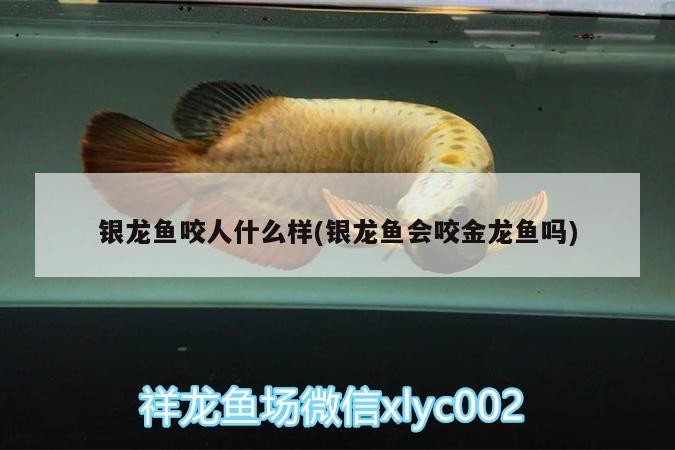 銀龍魚咬人什么樣(銀龍魚會(huì)咬金龍魚嗎)