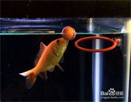 金龍魚喂食后多久消化：金龍魚冬季喂食指南,
