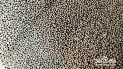 金龍魚喂食后多久消化：金龍魚冬季喂食指南,
