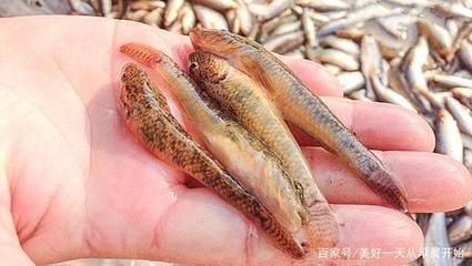 虎魚有什么營養(yǎng)：虎魚是一種營養(yǎng)價(jià)值極高的食物，適合產(chǎn)婦食用，增強(qiáng)體質(zhì)