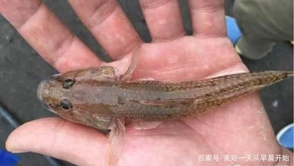 虎魚有什么營養(yǎng)：虎魚是一種營養(yǎng)價(jià)值極高的食物，適合產(chǎn)婦食用，增強(qiáng)體質(zhì)
