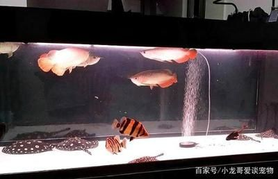 養魟魚注意什么：養殖魟魚的注意事項