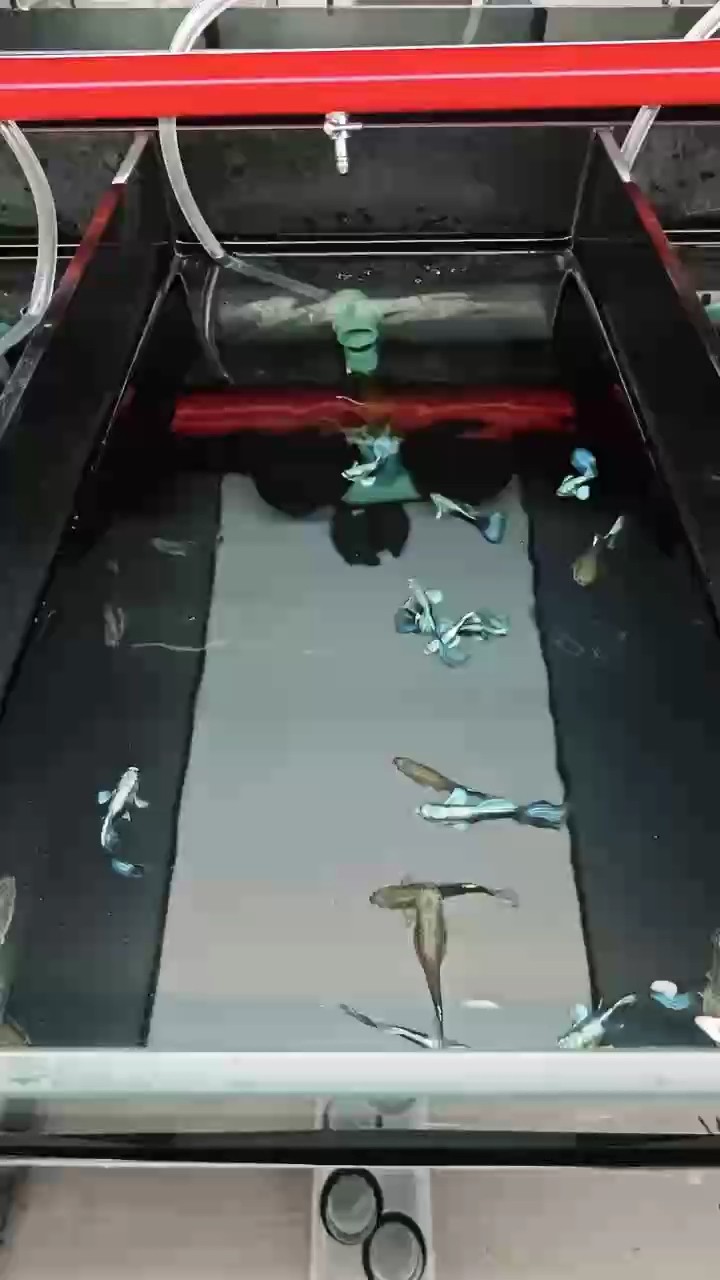 高端孔雀魚