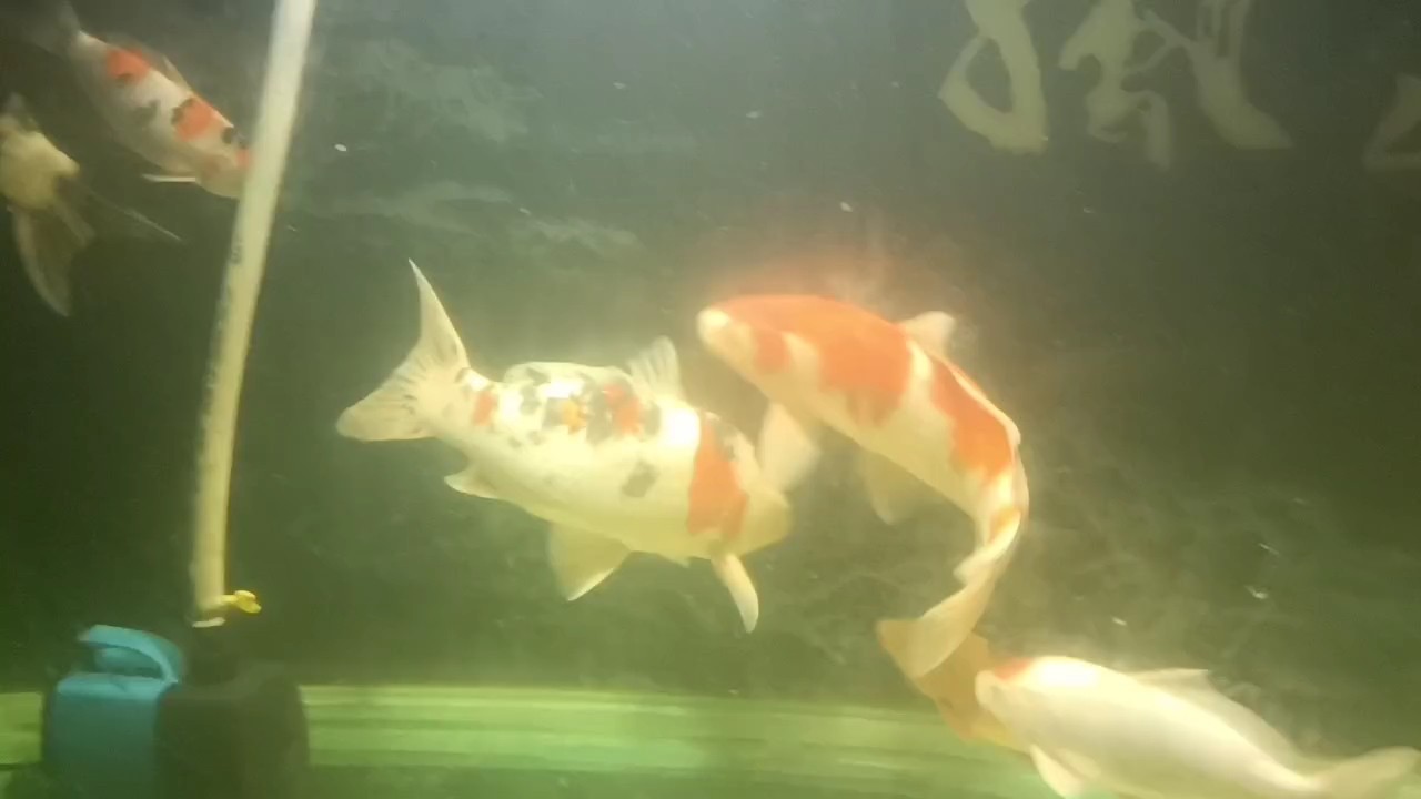 還差一條