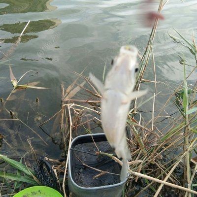 虎魚吃活食用定期祛蟲嗎：虎魚吃活食用定期祛蟲嗎虎魚吃活食用定期祛蟲嗎