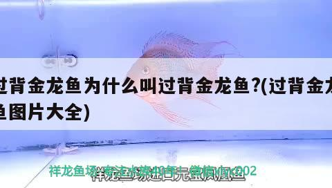 過(guò)背金龍魚(yú)為什么叫過(guò)背金龍魚(yú)?(過(guò)背金龍魚(yú)圖片大全)