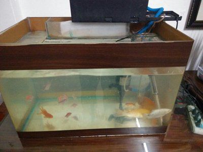 50公分魚缸造景效果圖：50公分魚缸造景方法