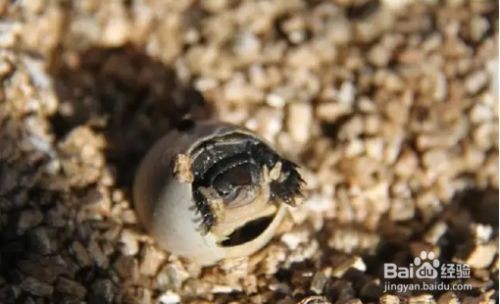 豬鼻龜蛋孵化教程圖解：豬鼻龜蛋孵化教程