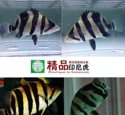 虎魚(yú)苗生長(zhǎng)速度影響因素，如何改善虎魚(yú)苗水質(zhì)，虎魚(yú)苗餌料種類選擇