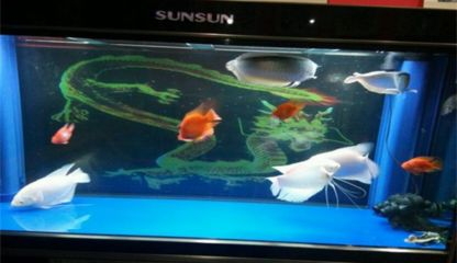 虎魚跟鸚鵡魚混養：虎魚和鸚鵡魚可以混養嗎？