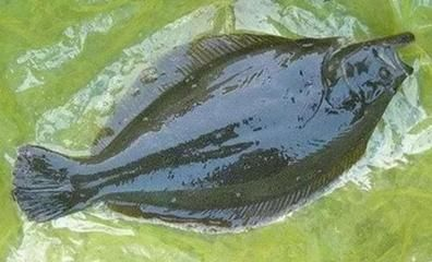魟魚能吃嗎？：[需手動填充]魚可以吃嗎？