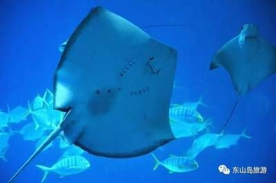 魟魚能吃嗎？：[需手動填充]魚可以吃嗎？