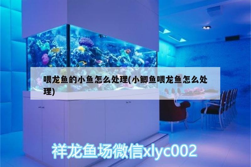 如何判斷立達金龍魚的健康狀況，如何判斷立達金龍魚的健康狀況？