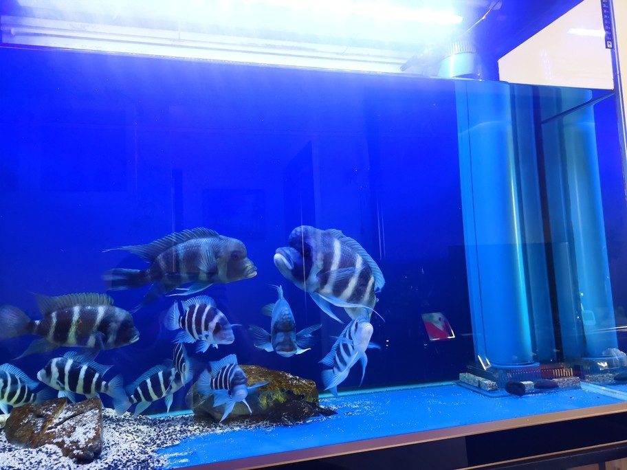 假期換水，小魚長大可以合缸了。
