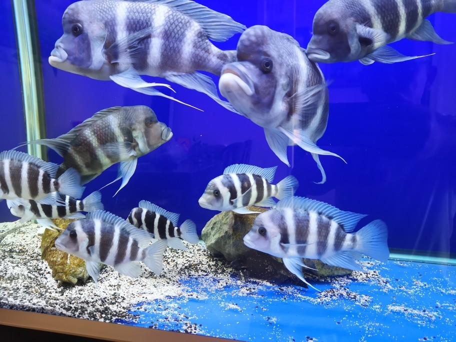 假期換水，小魚長大可以合缸了。