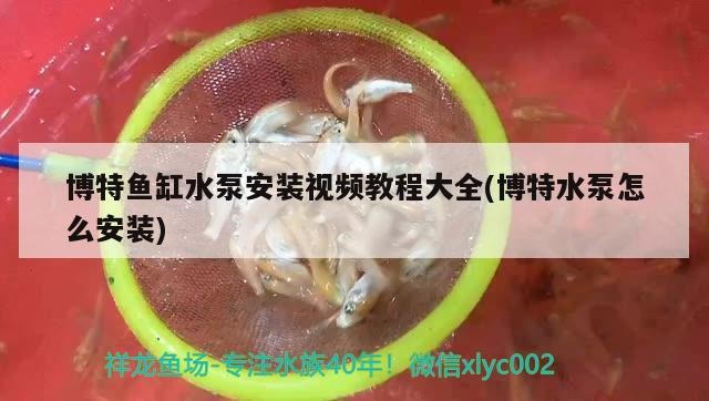 博特魚缸水泵安裝視頻教程大全(博特水泵怎么安裝)
