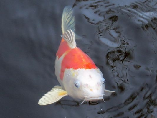 紅龍魚能賣多少錢一條啊：紅龍魚市場價格波動原因
