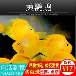 廣州買熱帶魚的地方么（廣州賣熱帶魚的地方）