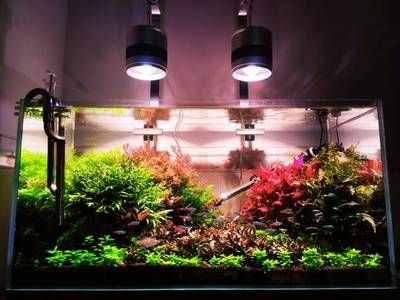廣州買熱帶魚的地方么（廣州賣熱帶魚的地方）