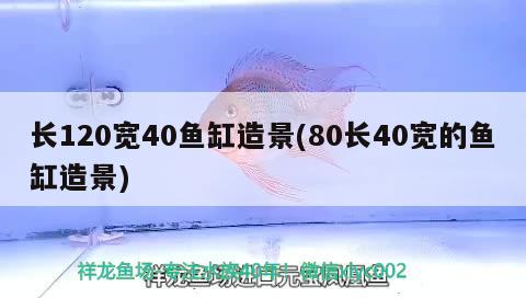 長120寬40魚缸造景(80長40寬的魚缸造景)