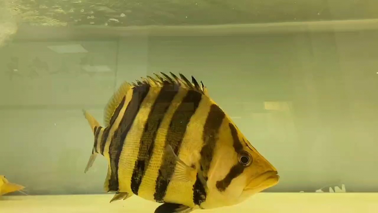 這條虎魚怎么樣？值得入手嗎？