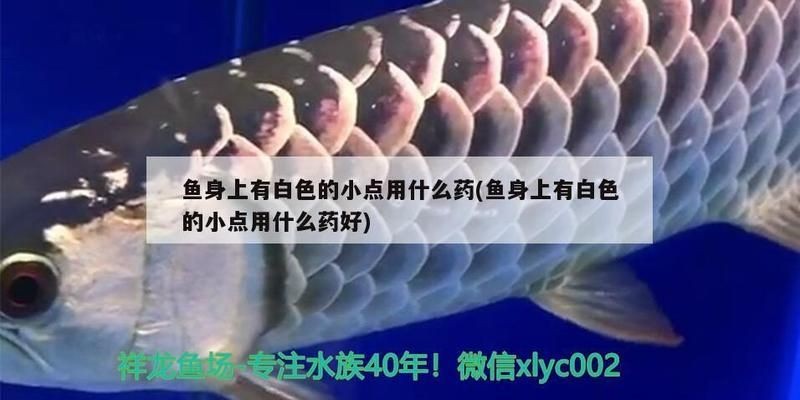 龍魚起白點用什么藥好vs祥龍魚場：如何治療龍魚白點病
