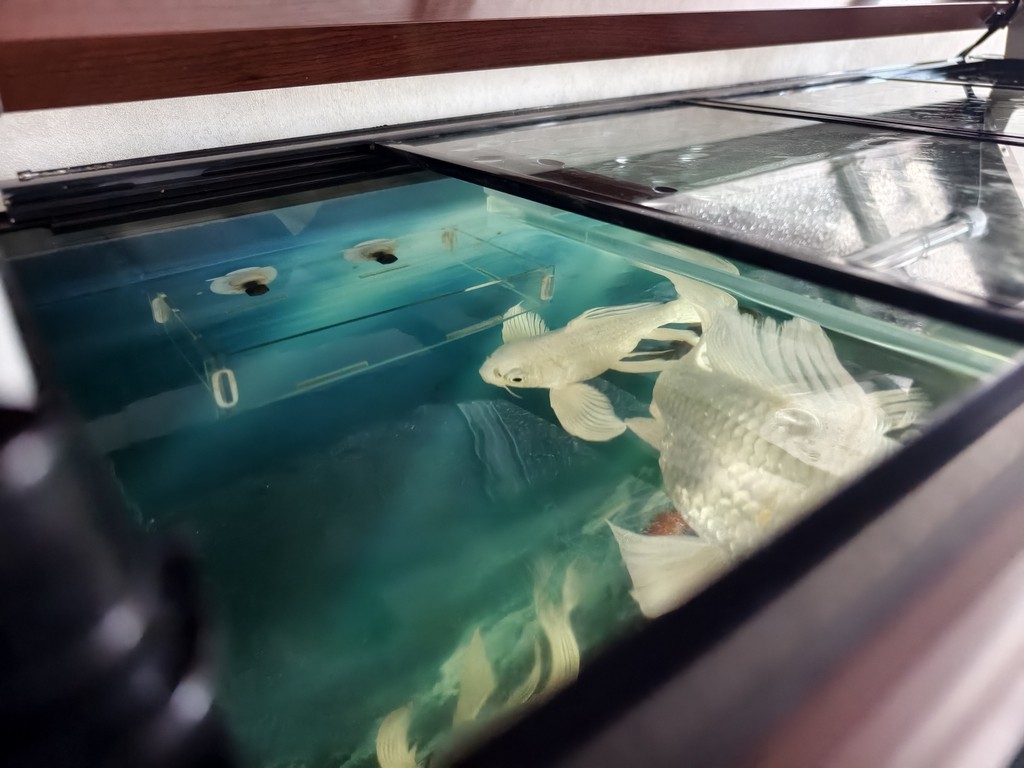 我這魚缸的水位總是下不去，怎么處理？