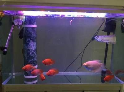 玉溪龍魚vs祥龍魚場（“玉溪龍魚”與“祥龍魚”的詳細信息）