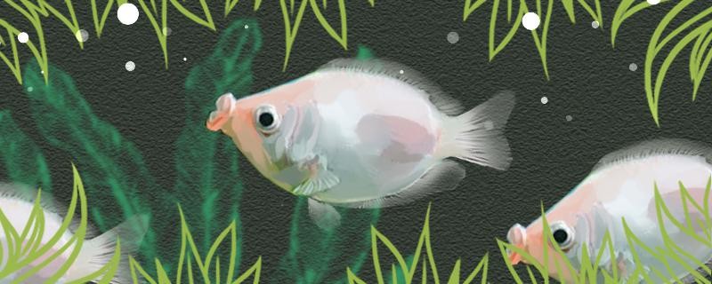 接吻魚吃小魚嗎喜歡吃什么食物