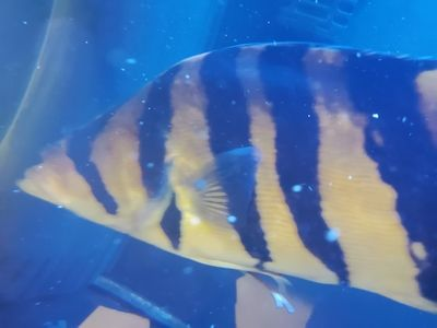 虎魚可以用土霉素嗎：虎魚可以使用土霉素嗎