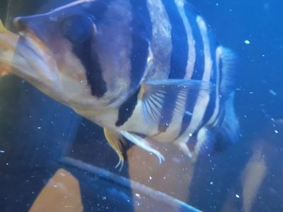 虎魚可以用土霉素嗎：虎魚可以使用土霉素嗎