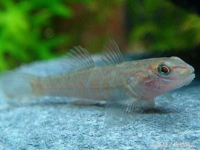 臺灣吻蝦虎魚：臺灣吻蝦虎魚是一種生活在臺灣地區的原生魚類