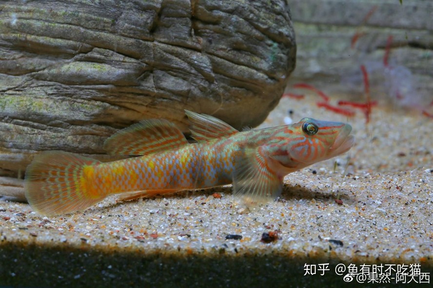 臺灣吻蝦虎魚：臺灣吻蝦虎魚是一種生活在臺灣地區的原生魚類