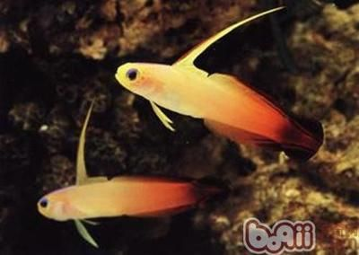 印度虎魚：印尼虎魚是一種受歡迎的熱帶淡水魚，是一種受歡迎的熱帶淡水魚