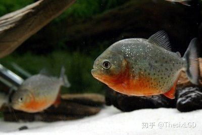 虎魚吃食階段怎么描述：虎魚的吃食習慣可以分為以下幾個階段